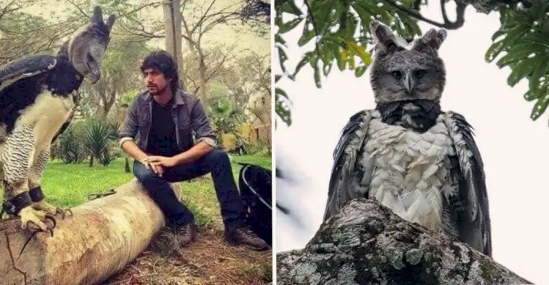La majestuosa águila arpía, una criatura aviar impresionante y singular